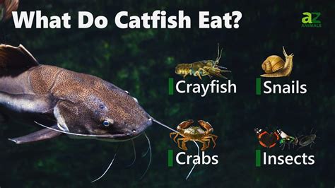 channel catfish diet